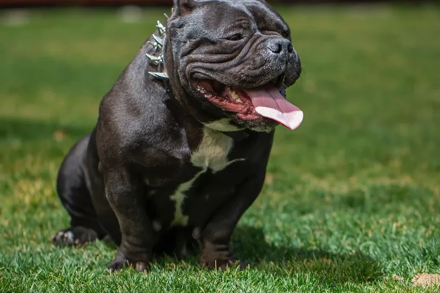Melhor Alívio da Dor para Artrite em Cães Sem Receita