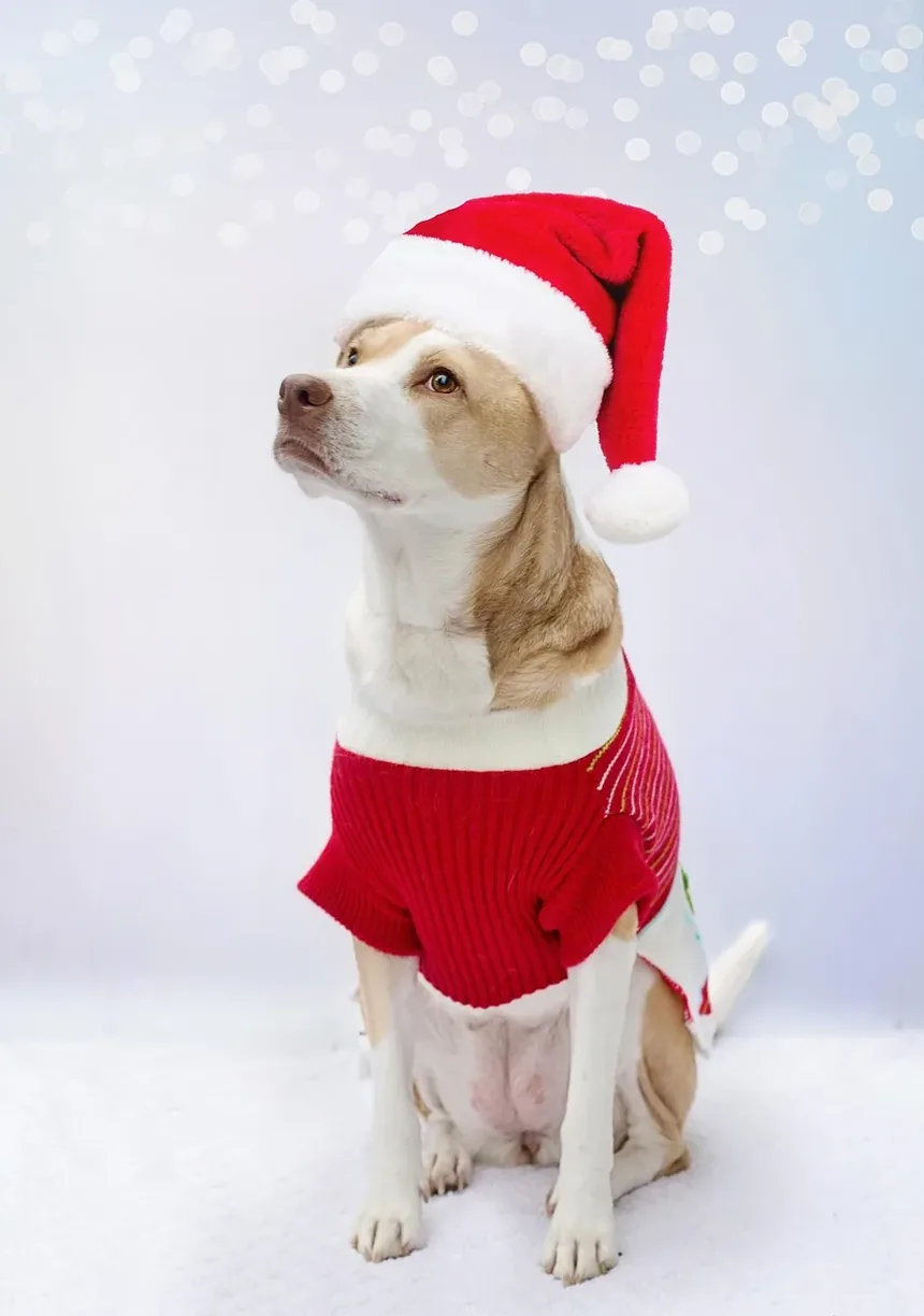 Melhores Suplementos para o Pelo do Cão: Um Guia Completo