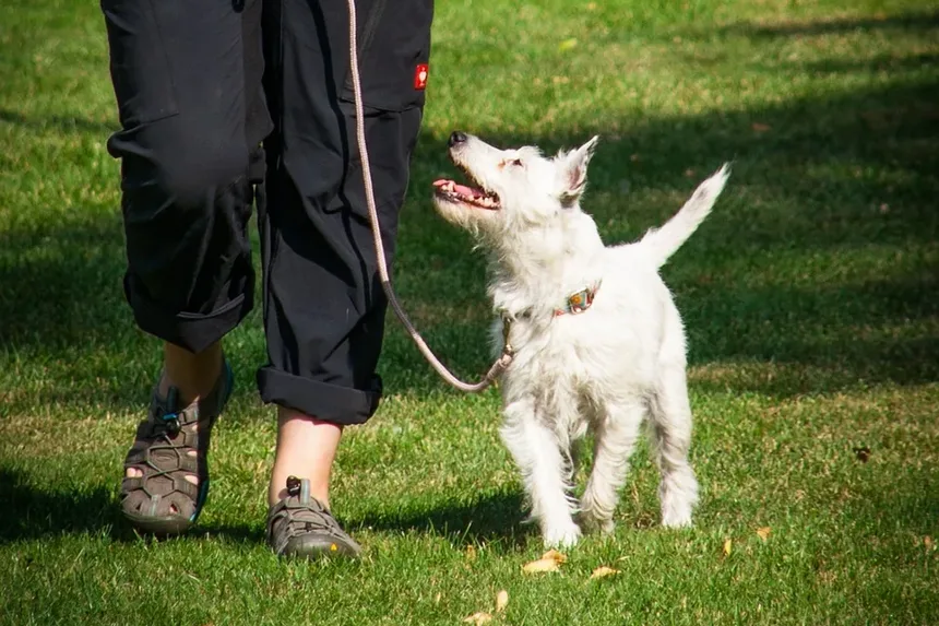 Melhores Suplementos para o Pelo do Cão: Um Guia Completo