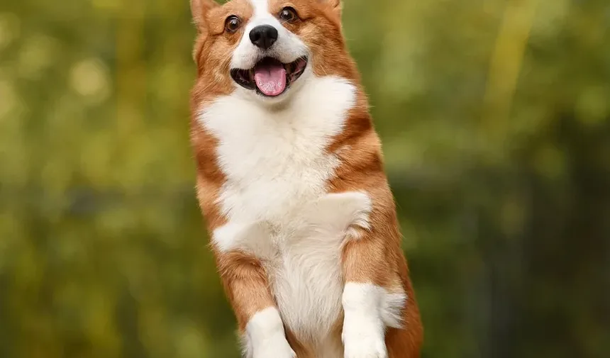 Melhores Suplementos para Cães que Roem as Patas: Um Guia Completo