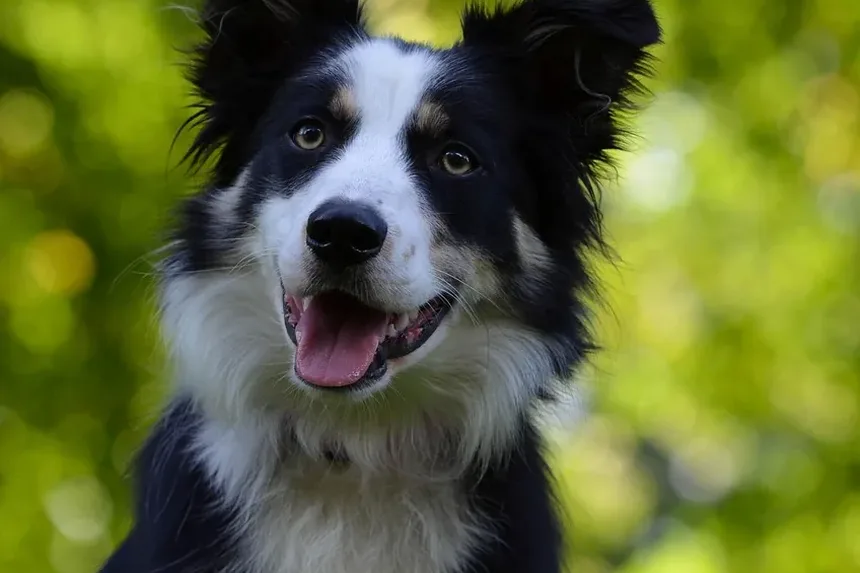 Melhores Suplementos para Cães que Roem as Patas: Um Guia Completo