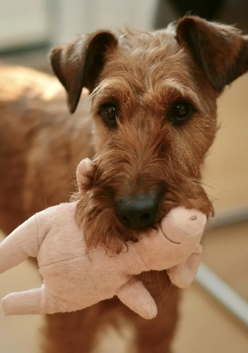 Melhores Suplementos para a Saúde Dental do Cão: Um Guia Completo