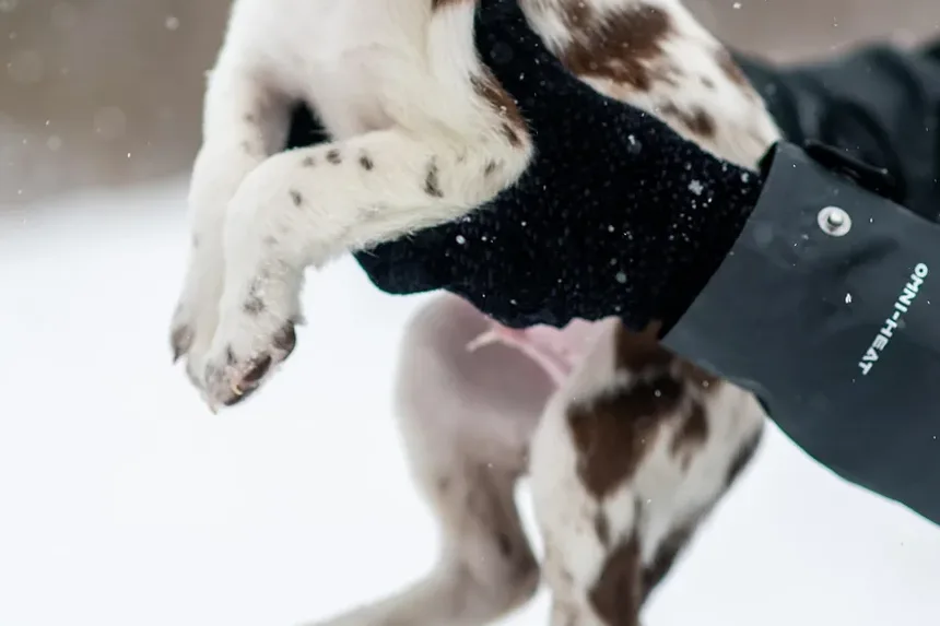 Melhores Suplementos para a Saúde Dental do Cão: Um Guia Completo