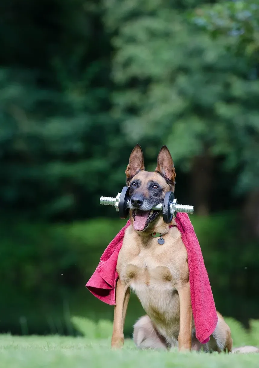 Melhores Suplementos para Ouvidos de Cães: Um Guia Completo