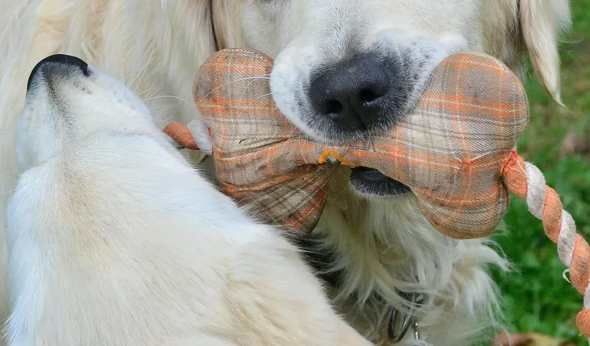 Melhores Suplementos para Ouvidos de Cães: Um Guia Completo