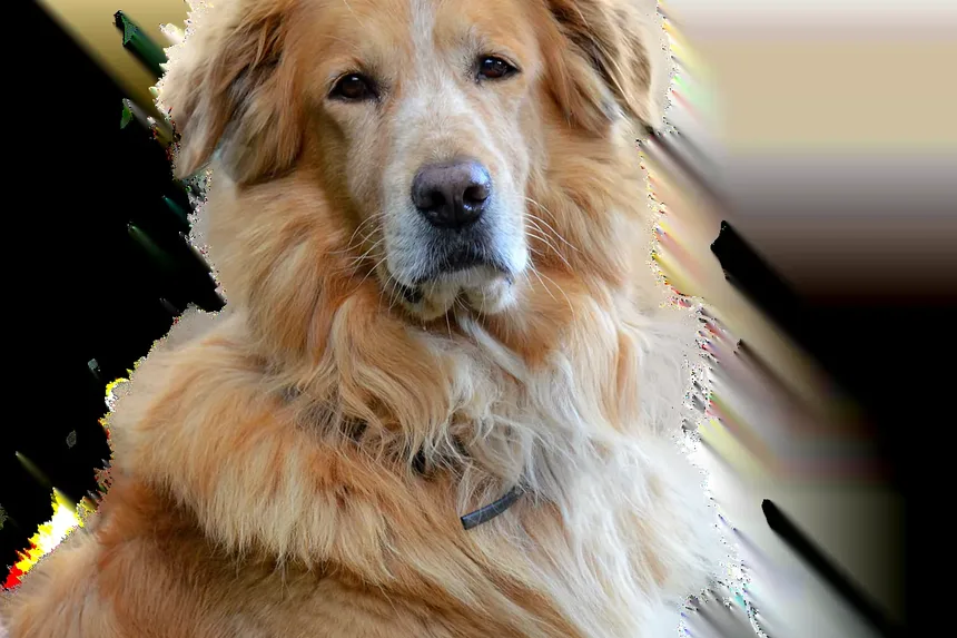 Melhores Suplementos para Ouvidos de Cães: Um Guia Completo