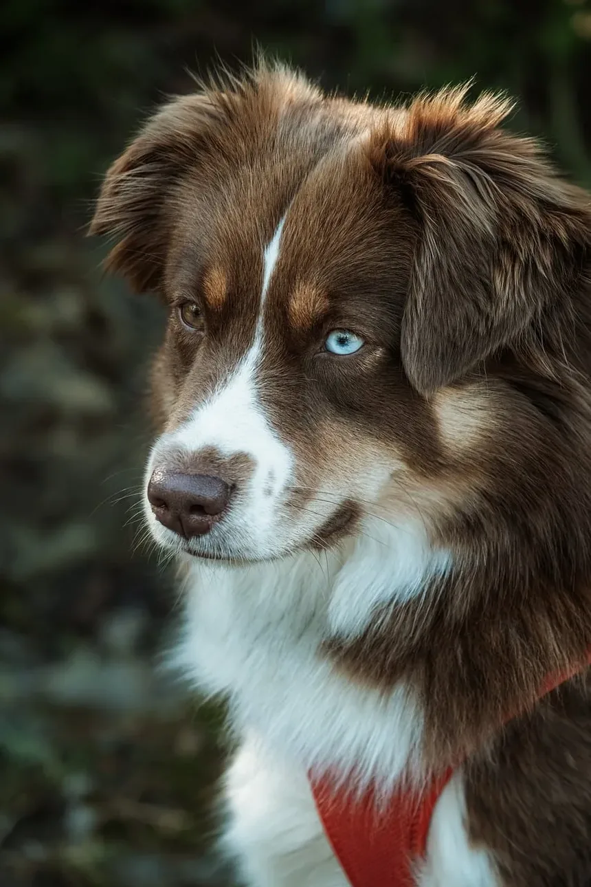 Melhores Suplementos para Cães com Caroços: Um Guia Completo