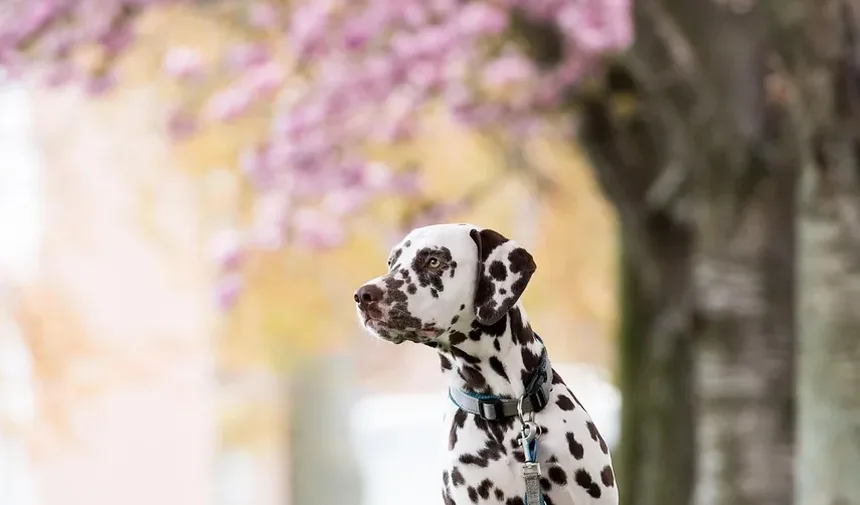 Melhores Suplementos para Cães com Caroços: Um Guia Completo