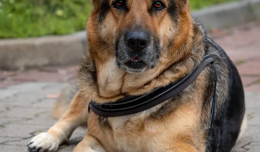 Melhores Suplementos para Cães com Infecção por Levedura: Um Guia Completo