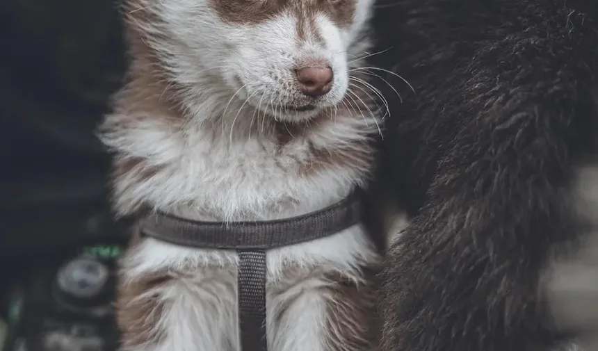 Melhores Suplementos para Cães Boxer: Um Guia Completo