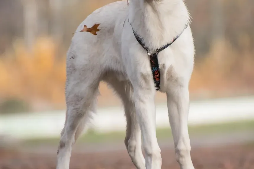 Melhores Suplementos para Cães com Displasia Coxofemoral
