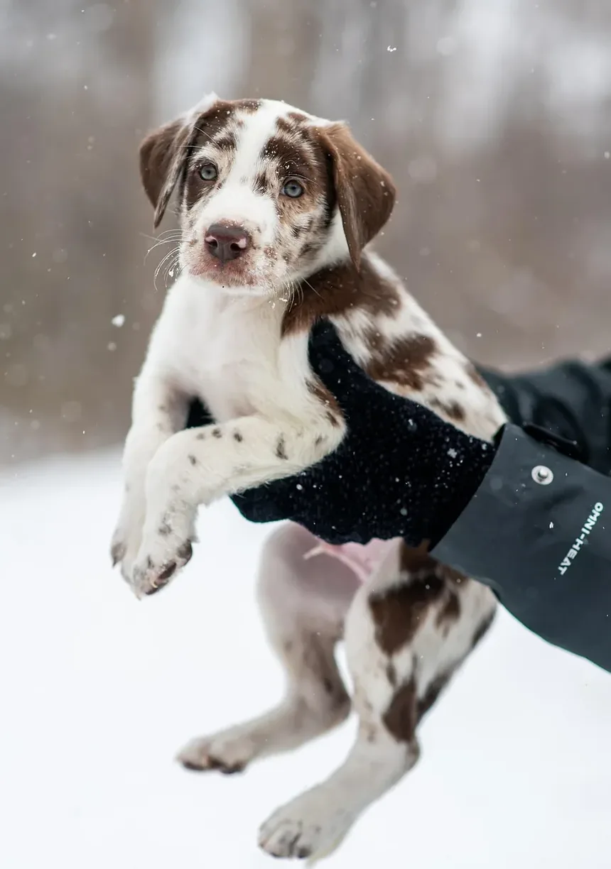 Melhores Suplementos para a Longevidade dos Cães: Um Guia Abrangente