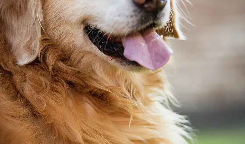 Melhores Suplementos para a Longevidade dos Cães: Um Guia Abrangente