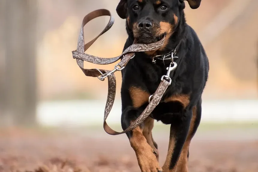 Melhores Suplementos para a Longevidade dos Cães: Um Guia Abrangente