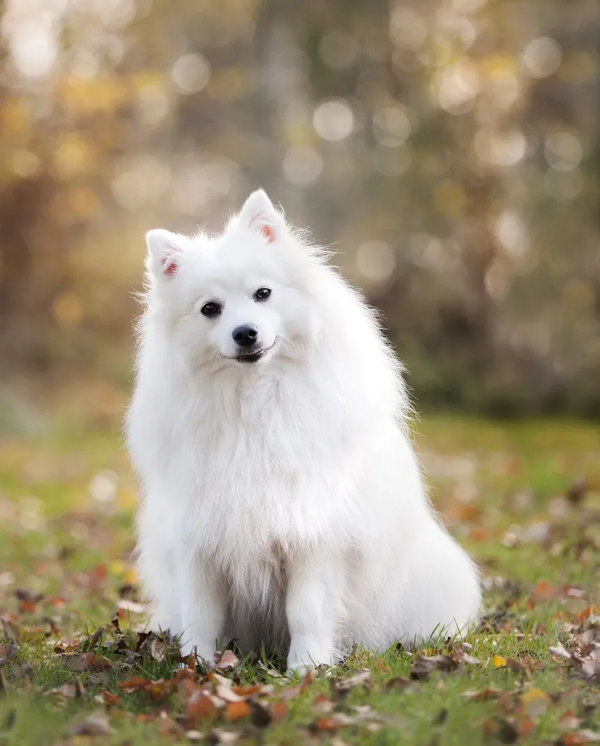 Melhores Suplementos para Ganho de Músculo em Cães