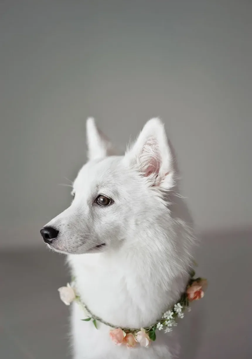 Melhores Suplementos para Ganho de Músculo em Cães