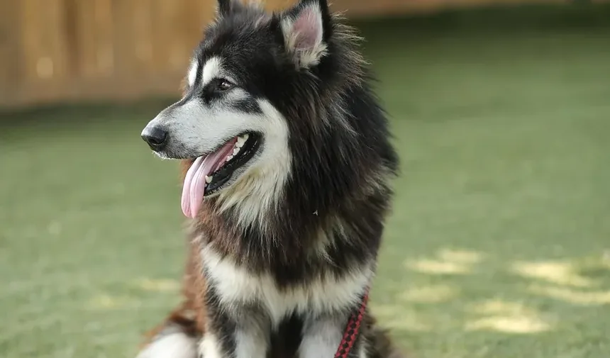 Melhores Suplementos para Ganho de Músculo em Cães