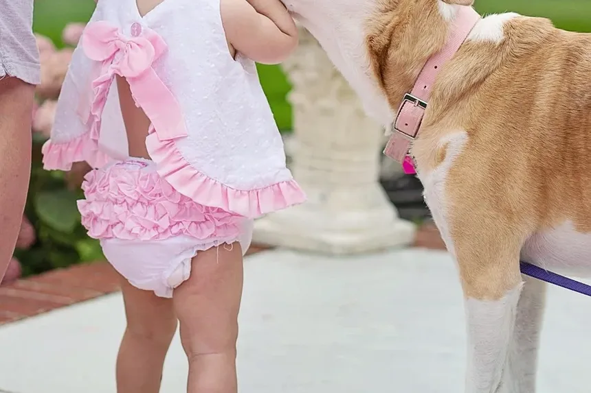 Melhores Suplementos para Ganho de Músculo em Cães