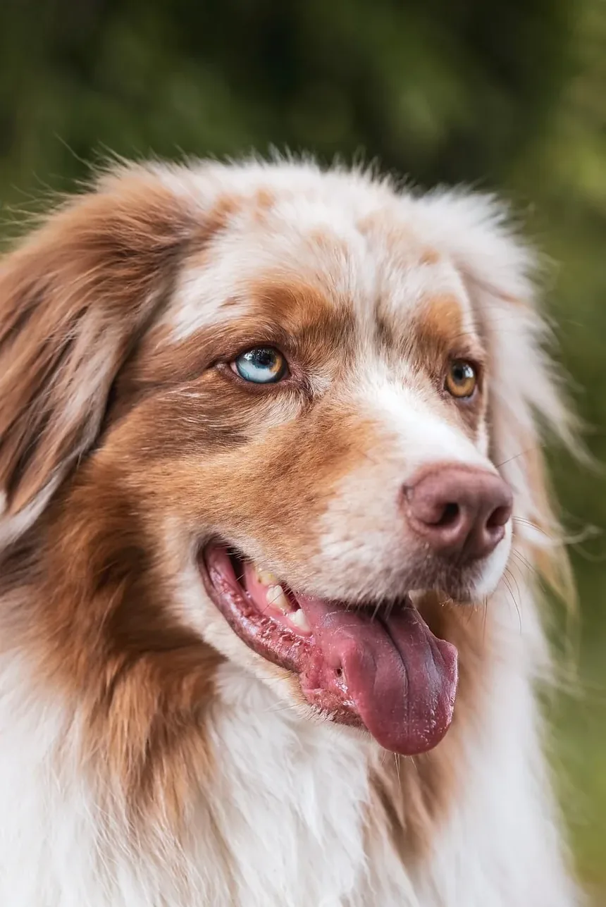 Melhores Suplementos para Cães em Dieta Crua
