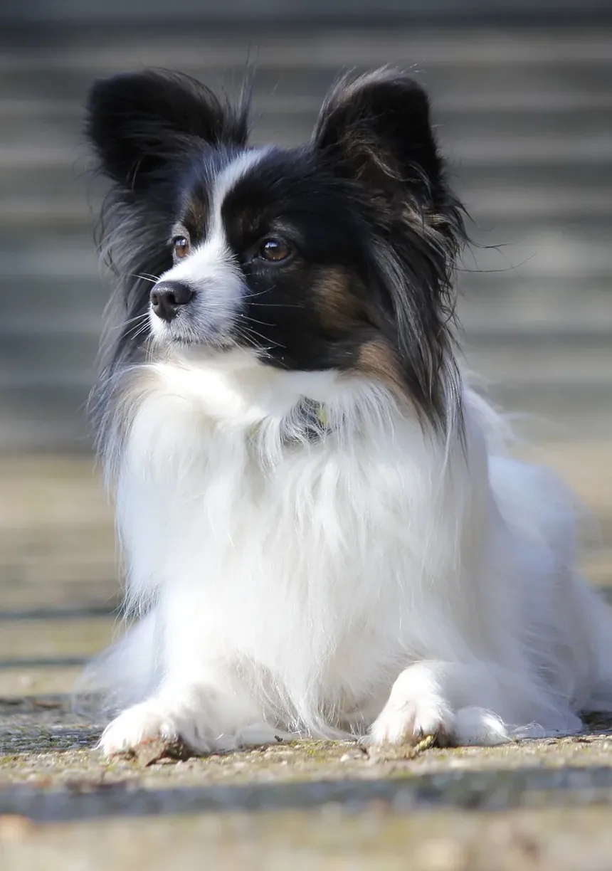 Melhores Suplementos para Cães em Dieta Crua