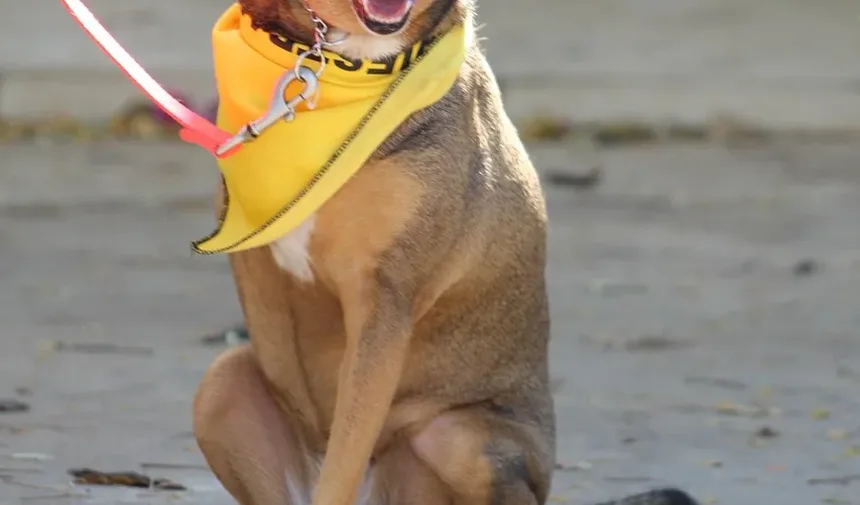Melhores Suplementos para Cães em Dieta Crua