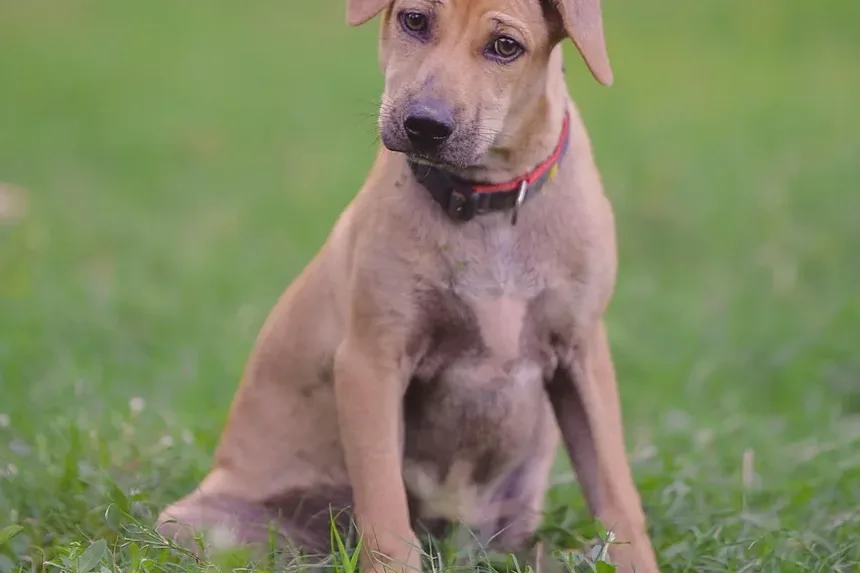 Melhores Suplementos para Cães em Dieta Crua