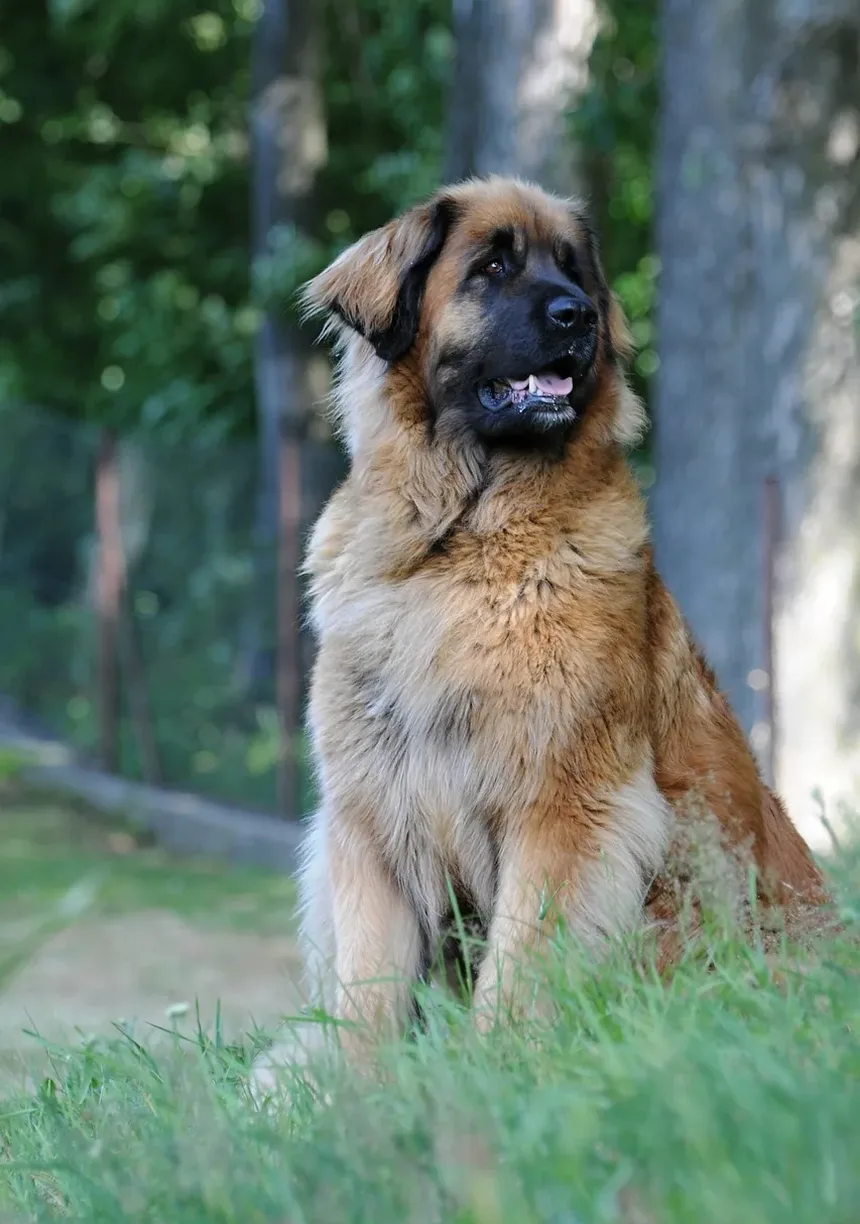 Melhores Suplementos para Cães com Problemas nas Costas