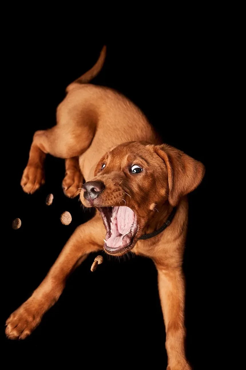 Melhores Suplementos para Cães com Tumores de Células Mast