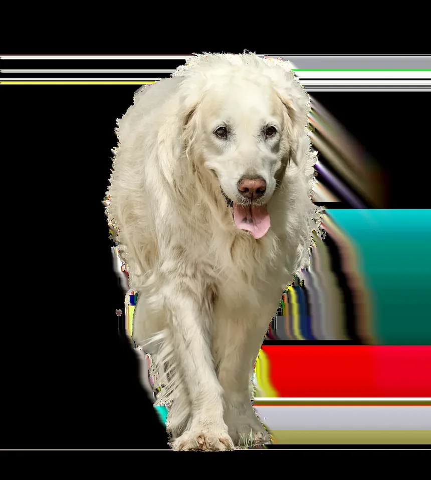 Melhor Tratamento para Articulações Rígidas em Cães: Um Guia Completo