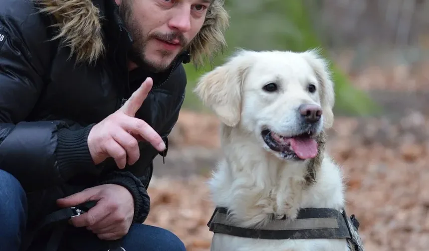 Melhor Tratamento para Articulações Rígidas em Cães: Um Guia Completo