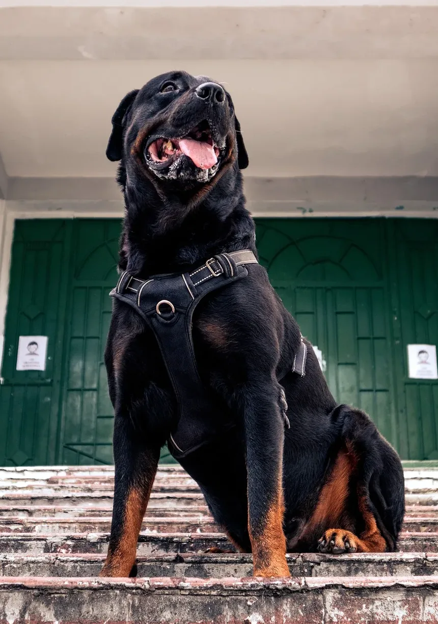 Melhores Tratamentos para Artrite em Cães: Um Guia Completo