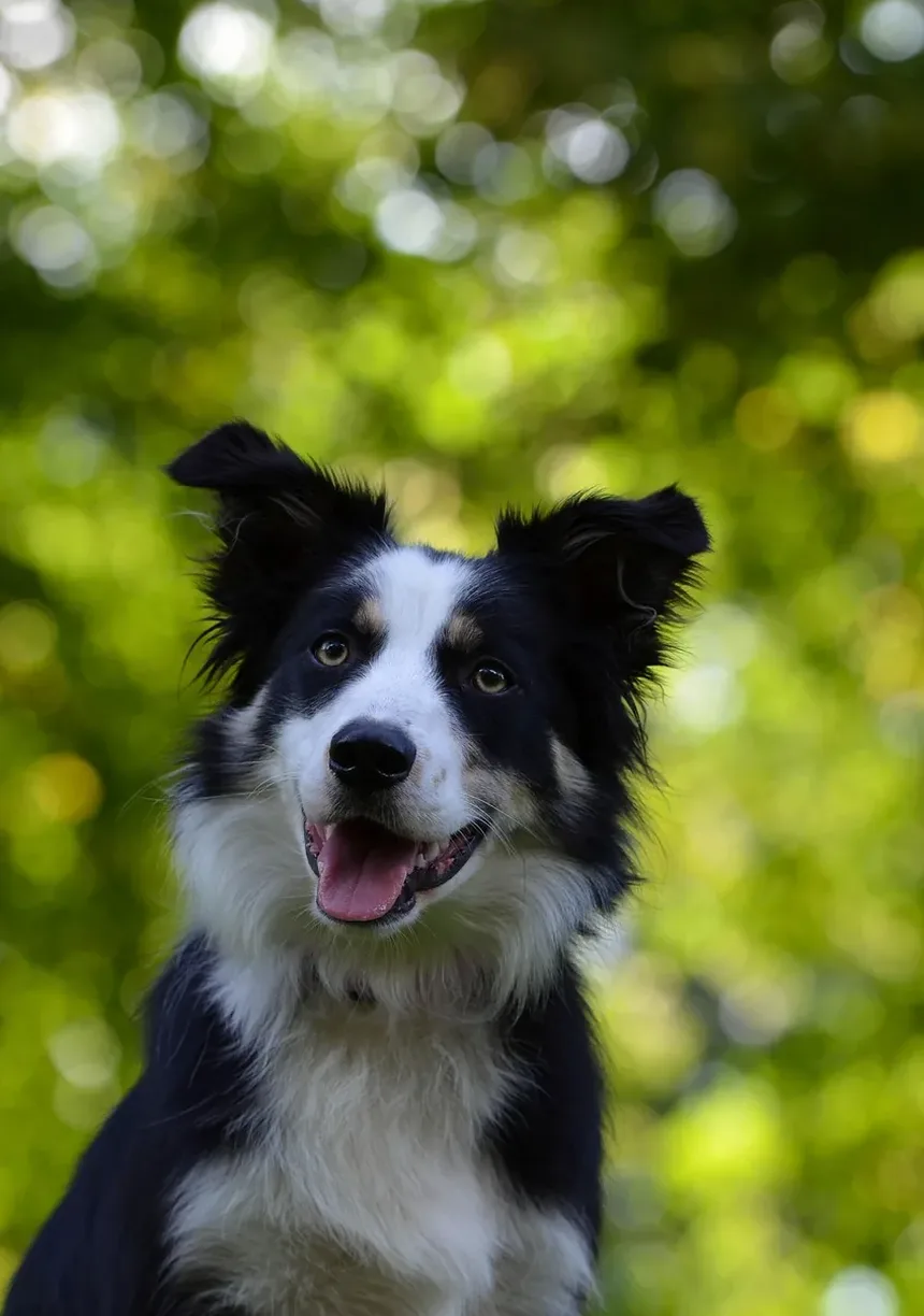 Melhores Vitaminas para Cães que Lambem as Patas: Um Guia Completo