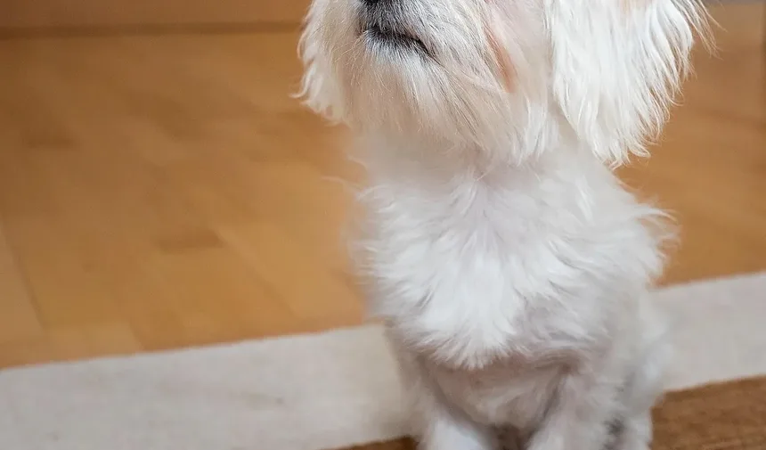 Melhores Vitaminas para Cães que Lambem as Patas: Um Guia Completo