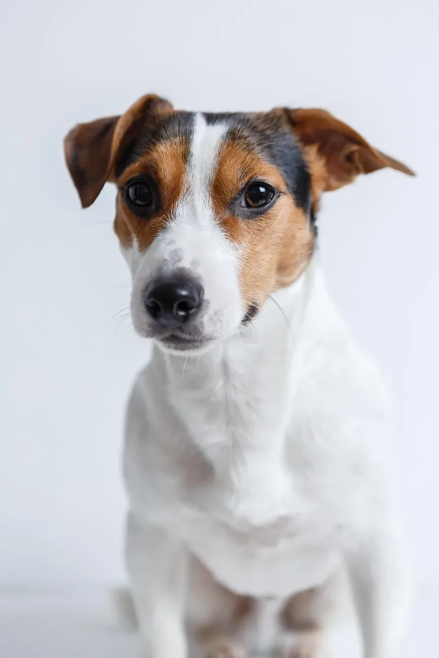 Melhores Vitaminas para Cães Maltês: Nutrientes Essenciais para Saúde Ótima