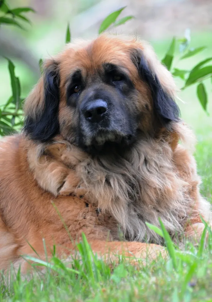 Melhores Vitaminas para Cães Maltês: Nutrientes Essenciais para Saúde Ótima