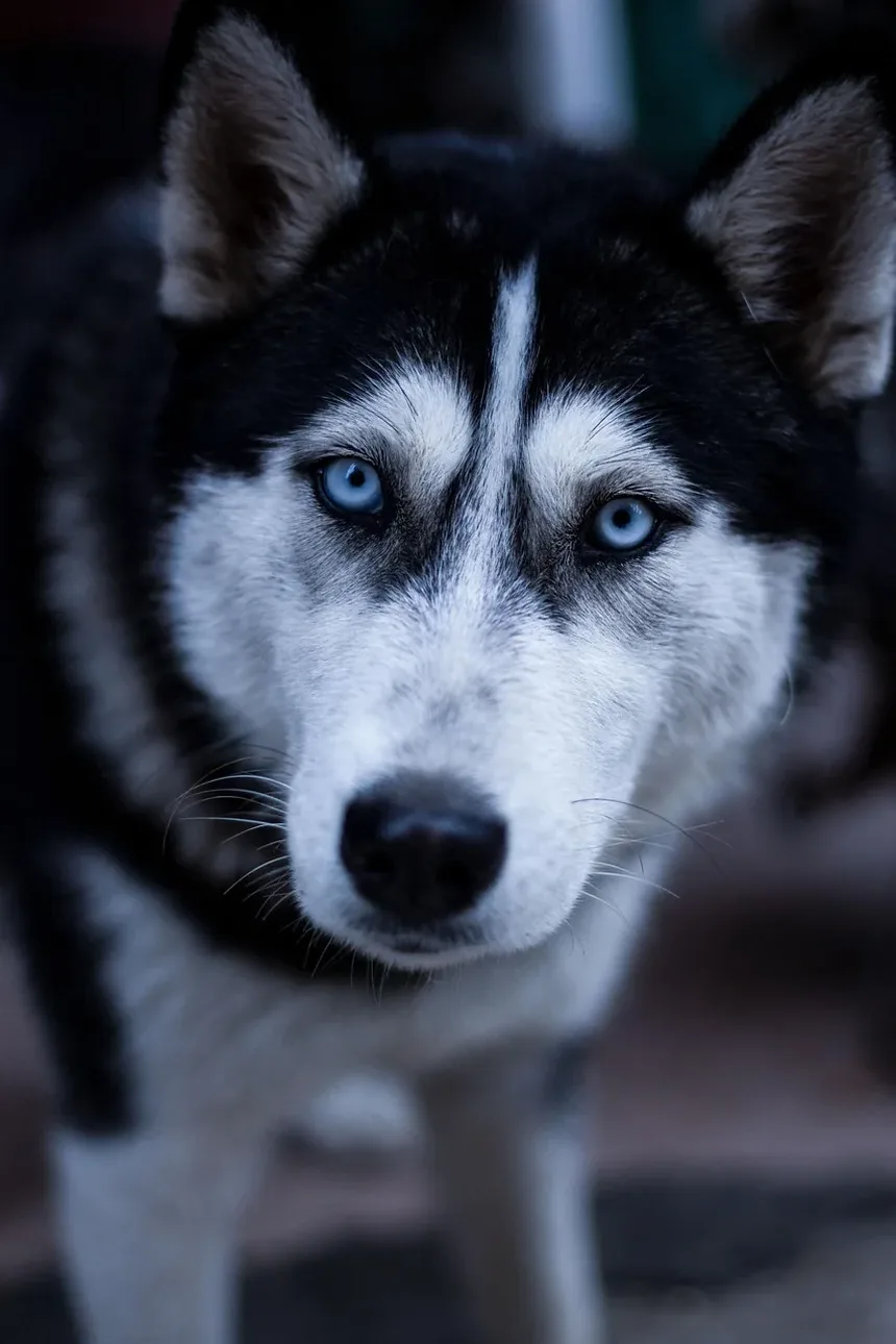 Um Cão Pode Morrer por um Hemorragia no Sabugo da Unha?
