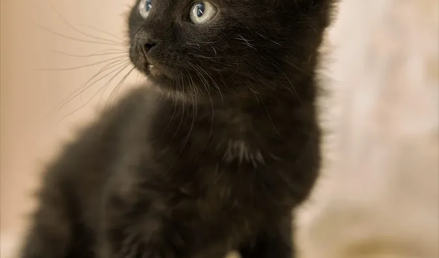 As alergias em gatos podem causar problemas de pele?