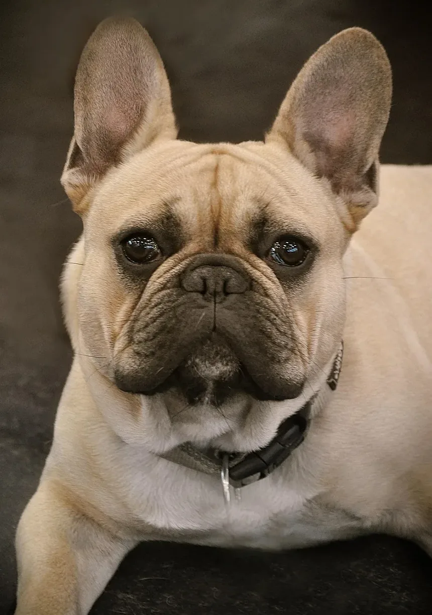 Cães podem pegar parasitas ao comer animais mortos?