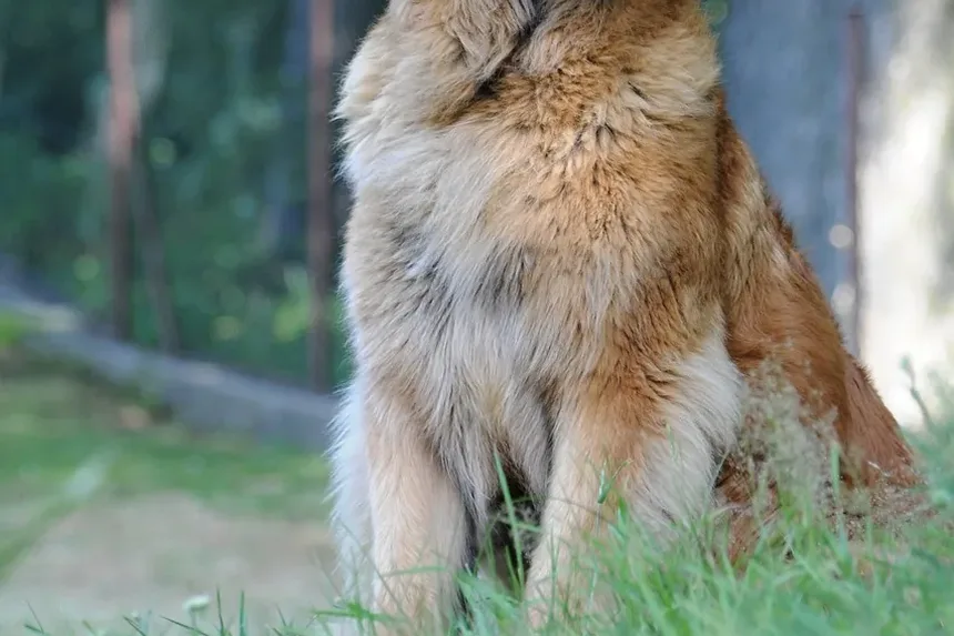 Cães podem pegar parasitas ao comer animais mortos?