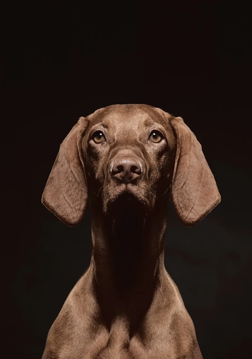 Cães podem pegar vermes de outros animais? Um guia completo