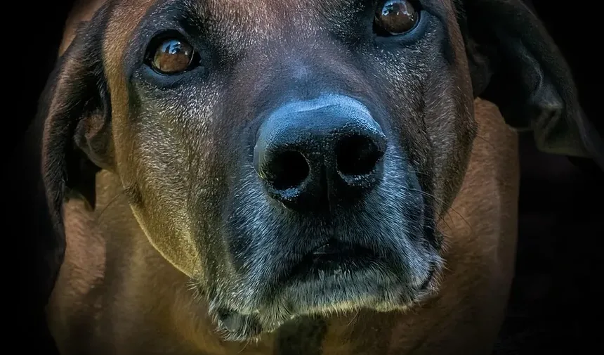 Cães podem pegar vermes de outros animais? Um guia completo