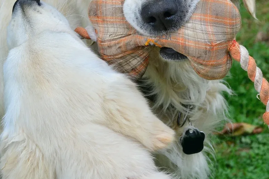 Cães podem pegar vermes de outros animais? Um guia completo