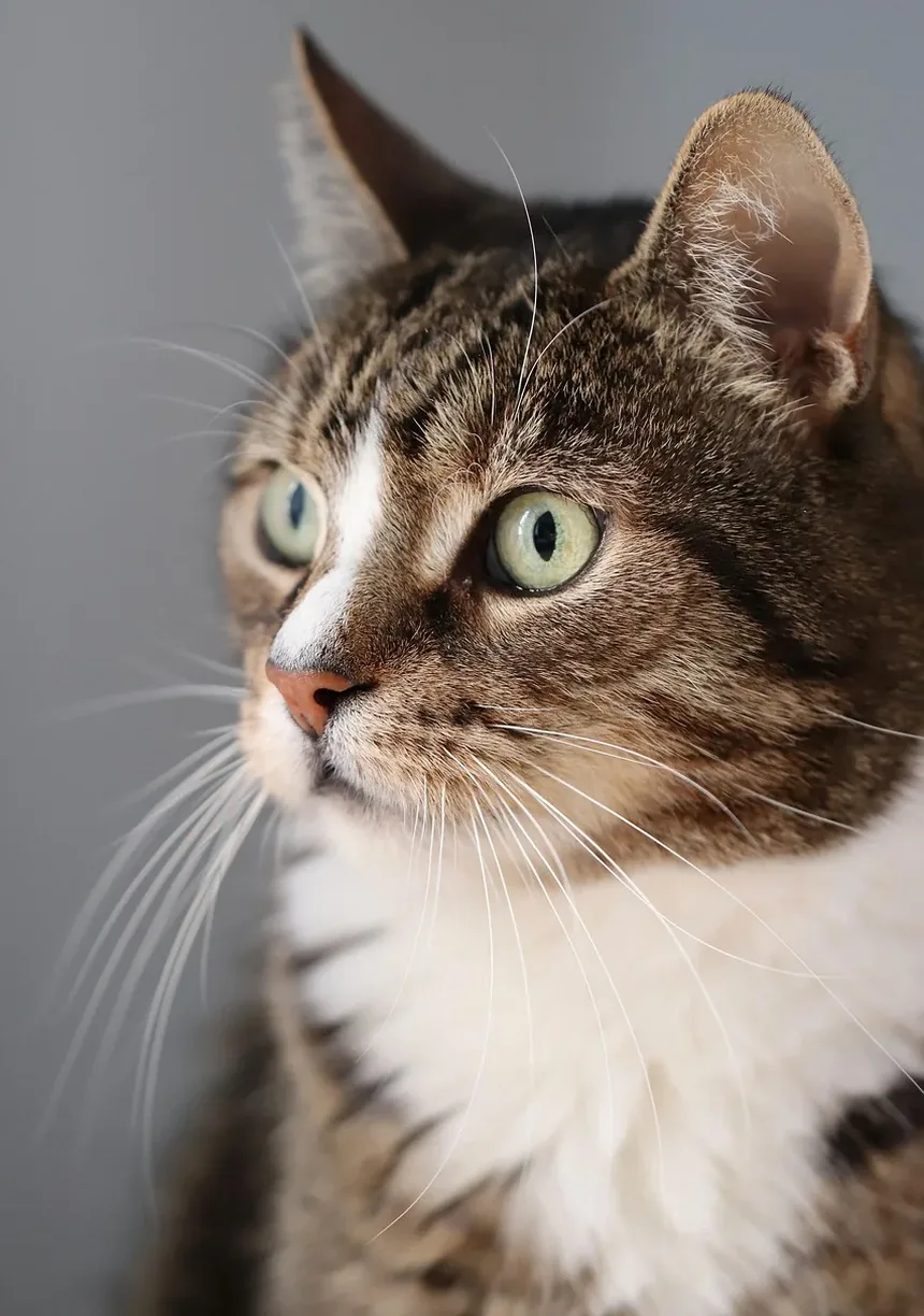 Posso Lavar um Gatinho Recém-Nascido? Diretrizes Essenciais para Cuidados