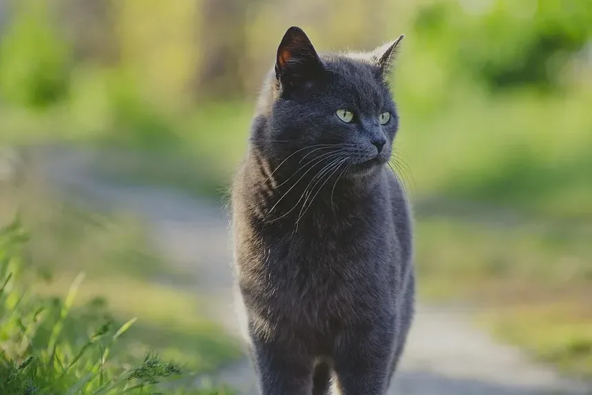Posso Lavar um Gatinho Recém-Nascido? Diretrizes Essenciais para Cuidados