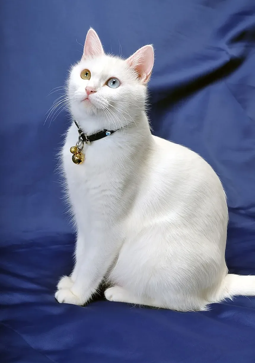 Compreendendo as Reações Alérgicas Alimentares em Gatos: Sintomas, Diagnóstico e Manejo
