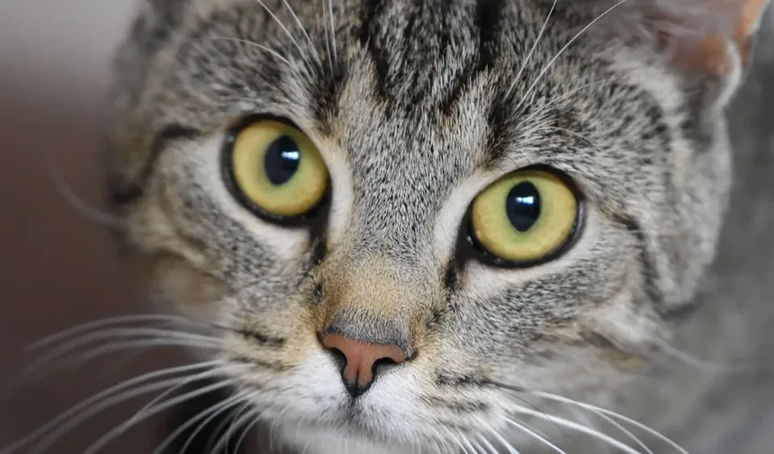 Compreendendo as Reações Alérgicas Alimentares em Gatos: Sintomas, Diagnóstico e Manejo