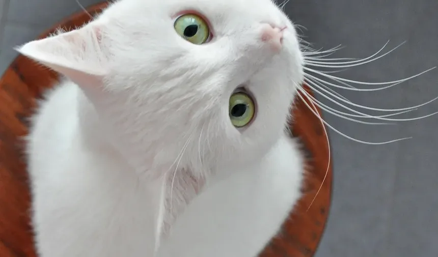 Sinais de que seu gato pode ser alérgico a alimentos: um guia completo