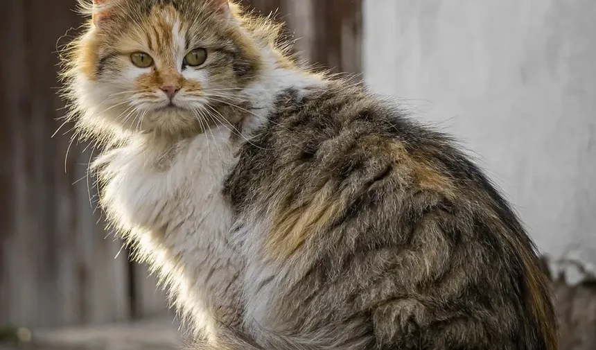 Tratamento para Olhos Vermelhos em Gatos: Guia Completo