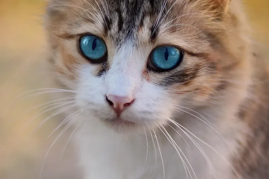 Tratamento para Olhos Vermelhos em Gatos: Guia Completo