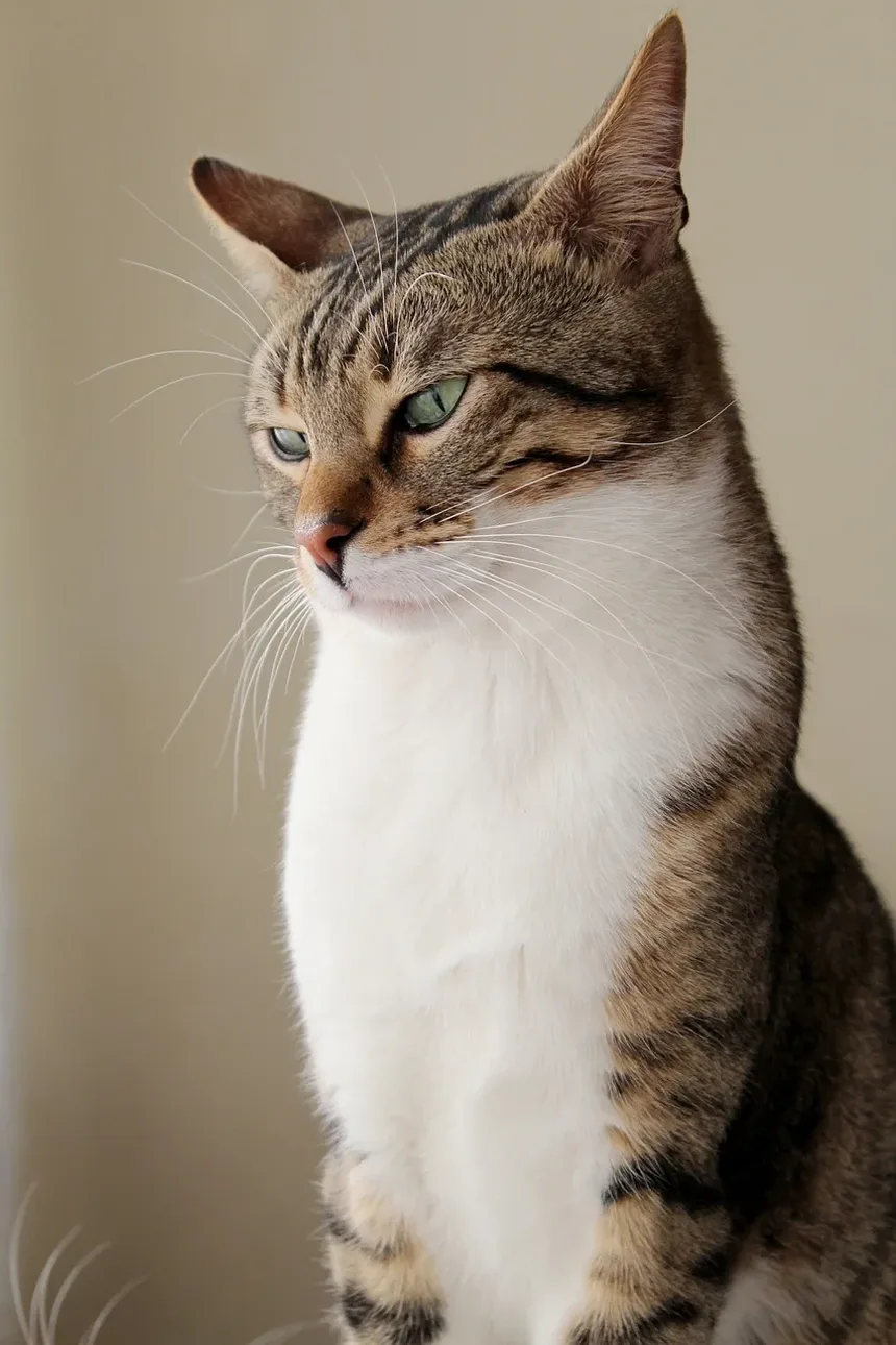 Raças de Gatos com Problemas de Saúde: Compreendendo os Riscos